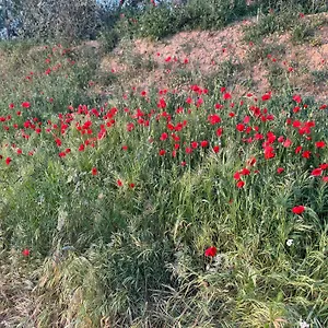 Antico Borgo San Quirico dʼOrcia